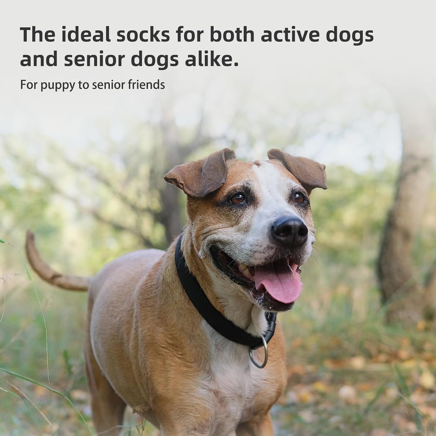 Side profile of dog wearing protective socks to prevent licking