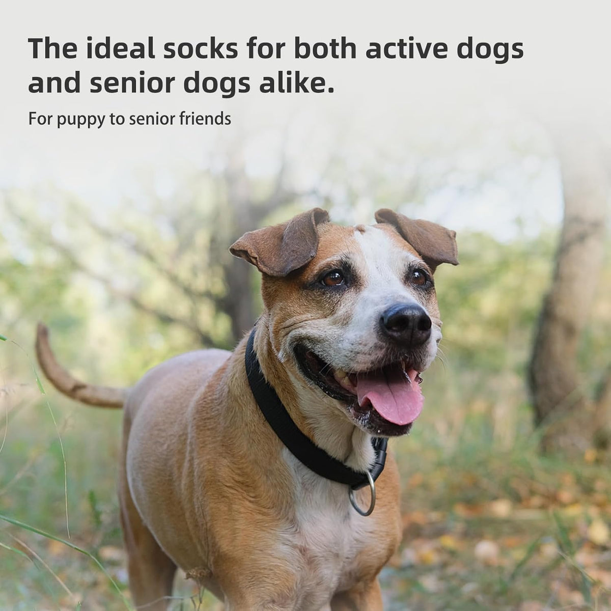 Side profile of dog wearing protective socks to prevent licking