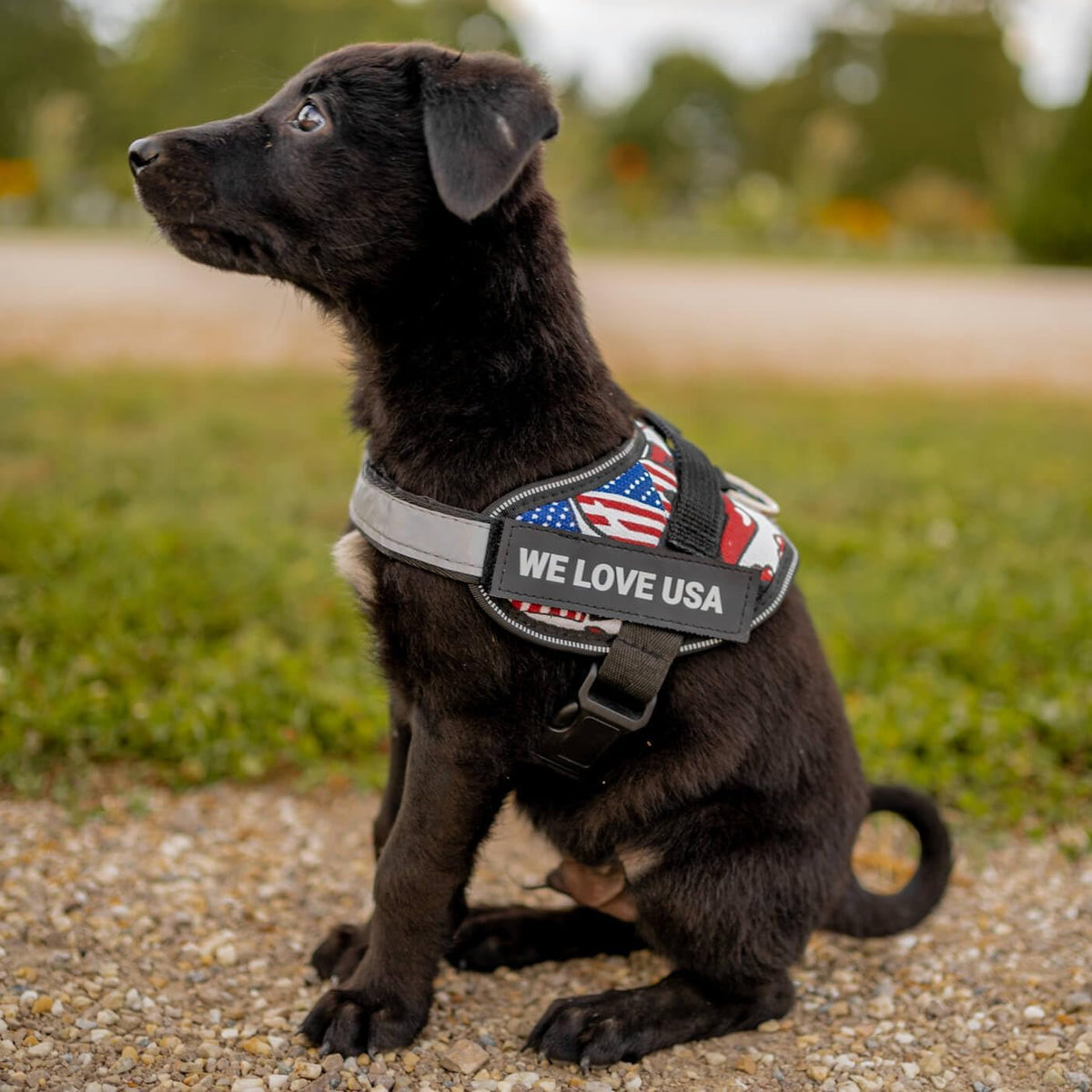 Doggykingdom blue safety harness side profile showing hook and loop panel