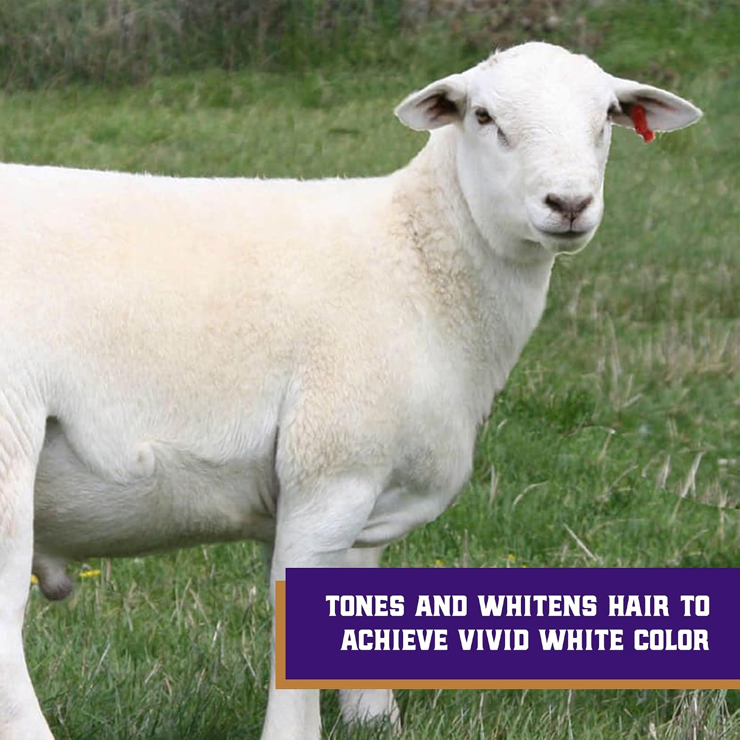 Weaver Livestock whitening shampoo for show cattle coat brightening