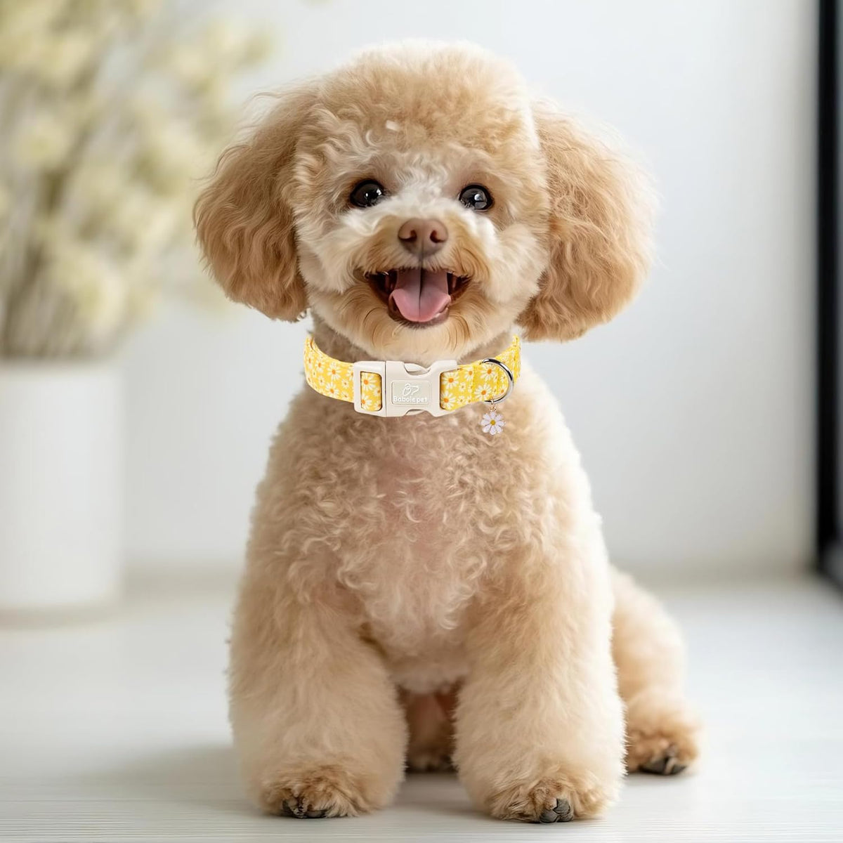 Small dog wearing Babole Pet floral daisy collar