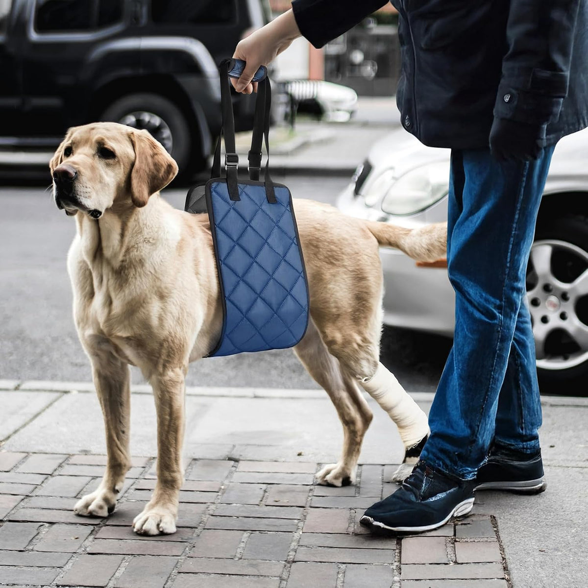 Senior dog using Moonsea mobility harness