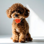 8 Pcs Flower Collar for Dogs 3 inch Colorful Cat Puppy Charms Pet Flower Collars Soft Dog Tie for Dogs Grooming Charms Accessories - Image 3