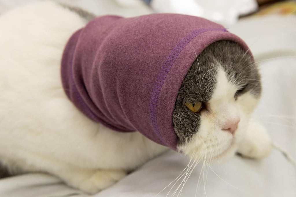 Side view of cat wearing purple hematoma ear wrap