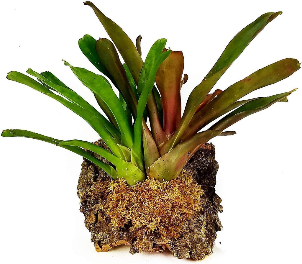 Dry compressed block of New Zealand sphagnum moss