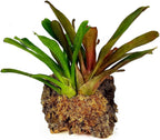 Dry compressed block of New Zealand sphagnum moss