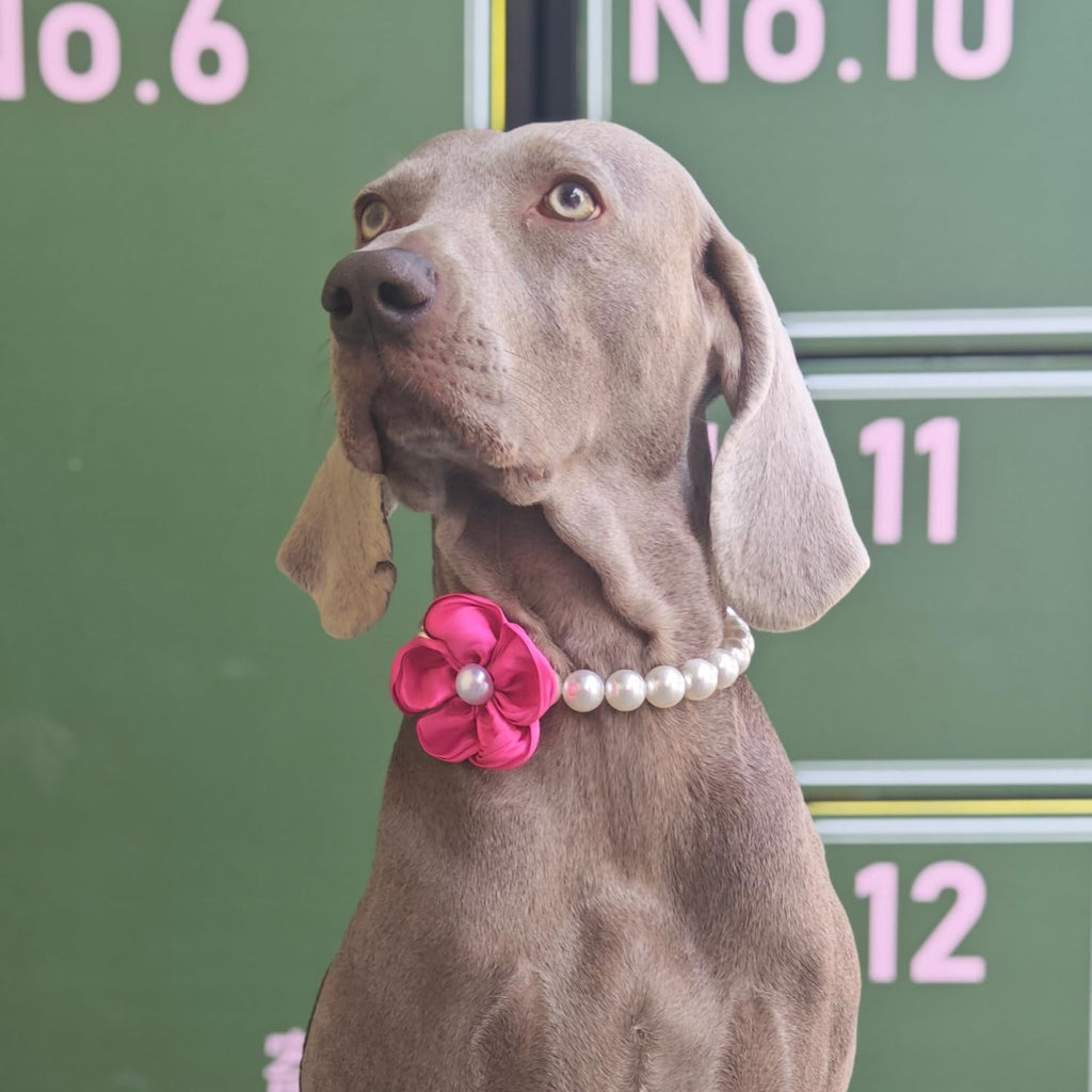 Side view of the elegant pearl and flower pet costume accessory for weddings