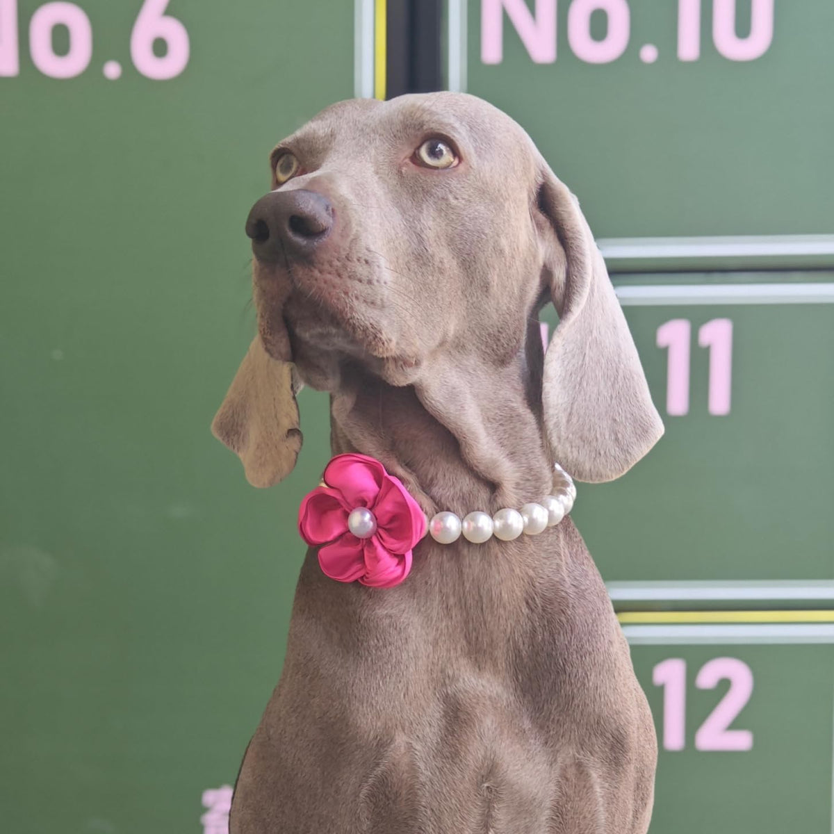 Side view of the elegant pearl and flower pet costume accessory for weddings