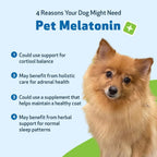 Pet Wellbeing Pet Melatonin for Dogs - Supports Adrenal Health, Cortisol Balance, Helps Maintain Normal Sleep Patterns - Veterinarian-Formulated Liquid Supplement 2 fl oz (59 ml) - Image 9