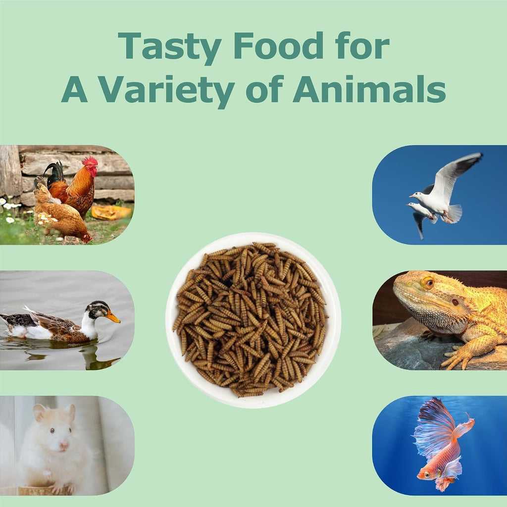 Duck eating healthy high calcium insect treat