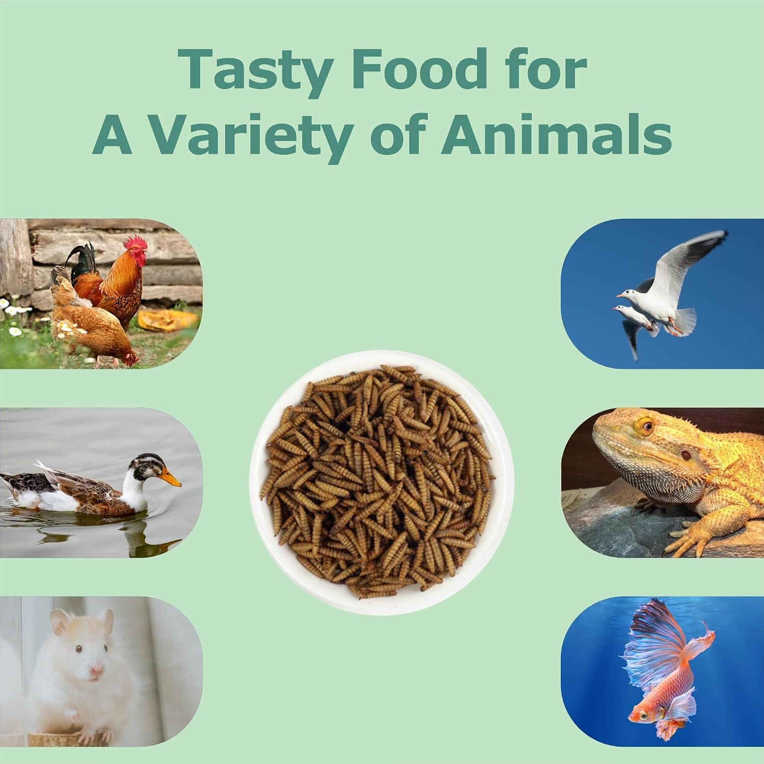 Wormsking larvae nutritional supplement for ducks and birds