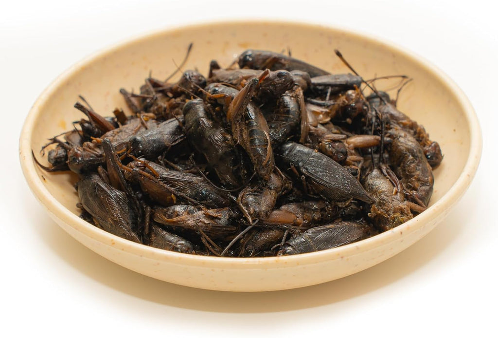 Jadingsfarm moist crickets for reptiles and fish side profile.