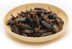 Jadingsfarm moist crickets for reptiles and fish side profile.