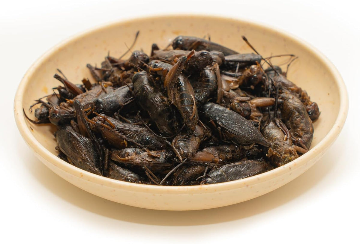 Jadingsfarm moist crickets for reptiles and fish side profile.