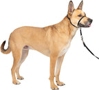 PetSafe Gentle Leader No-Pull Dog Headcollar - The Ultimate Solution to Pulling - Redirects Your Dog's Pulling for Easier Walks - Helps You Regain Control - Medium, Black - Image 1