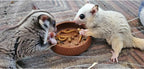 Exotic Nutrition Mealworm Munchies freeze-dried insects view
