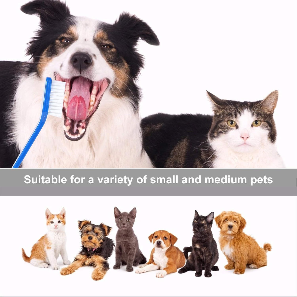 Newday dental care set for dogs and cats in bulk box