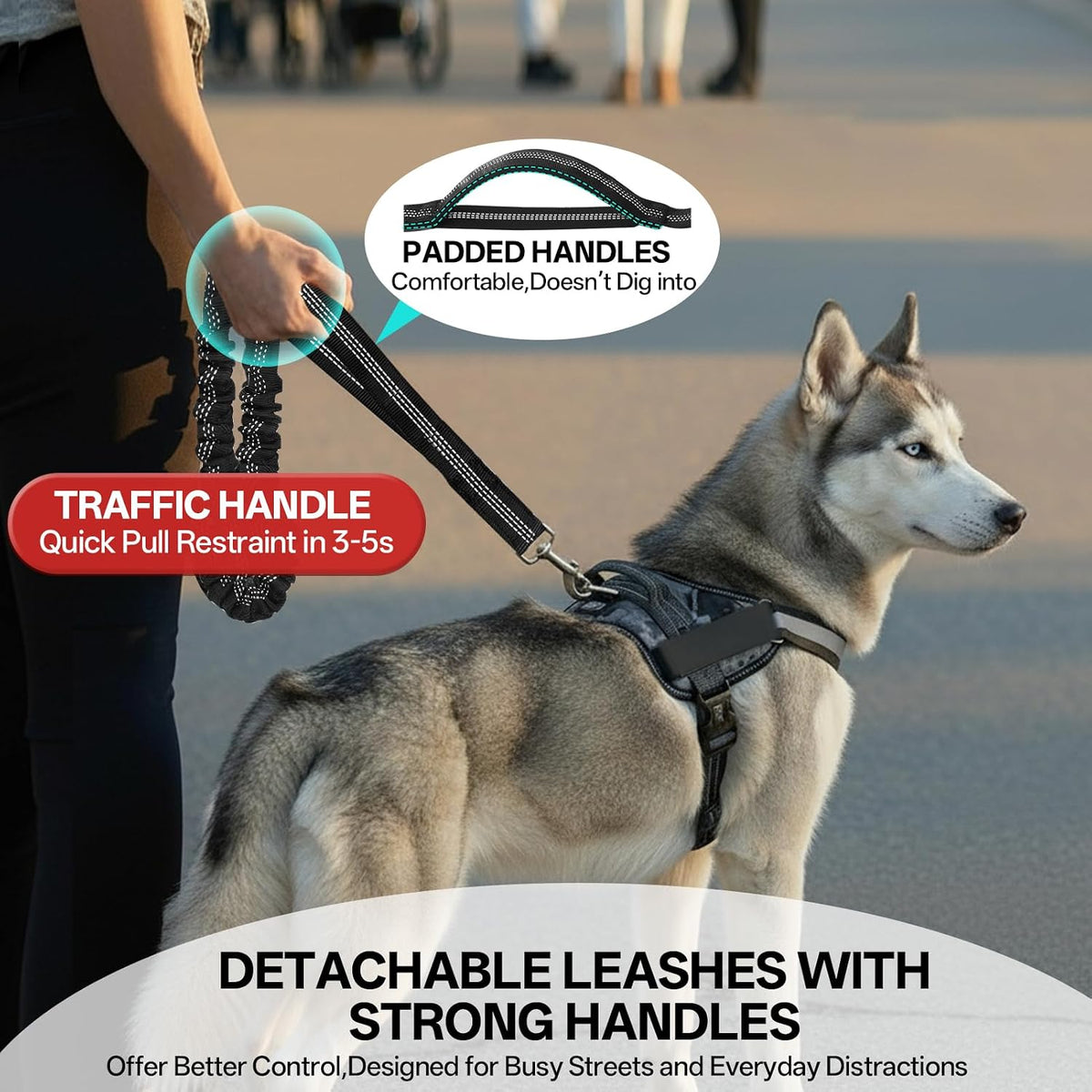 Qltytoy hands free waist pack layout with two medium dogs attached on an outdoor hiking trail.
