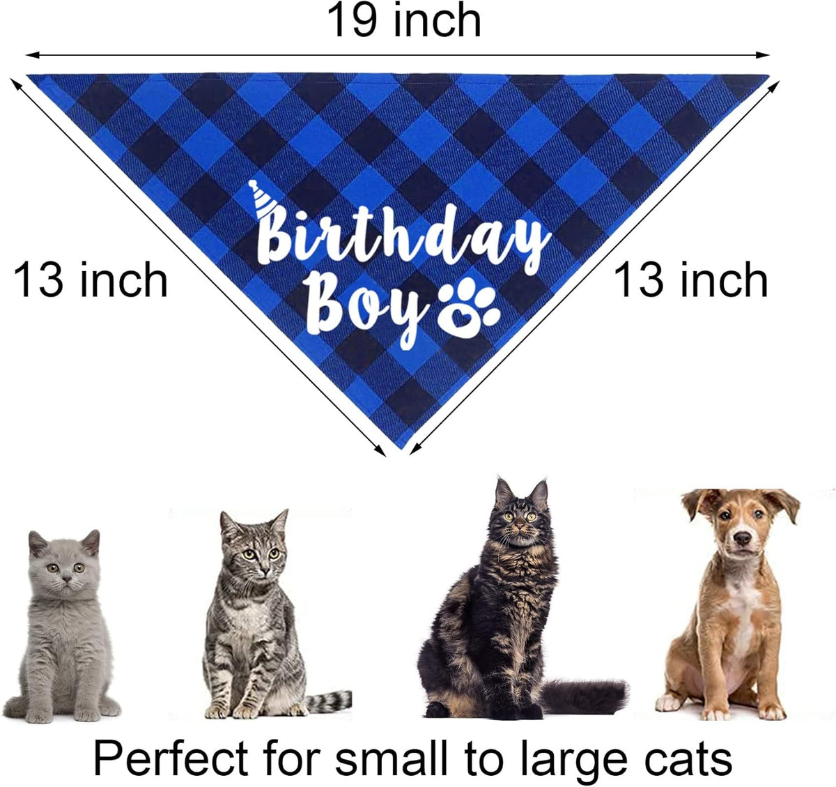 Kitten wearing blue birthday outfit for celebration photoshoot