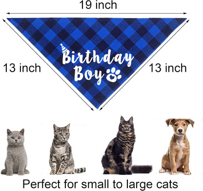 Kitten wearing blue birthday outfit for celebration photoshoot