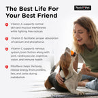 Healthy adult dog enjoying Nutri-Vet vitamin supplement