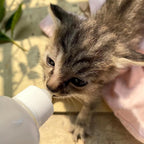 Small animal nursing kit for kittens and puppies