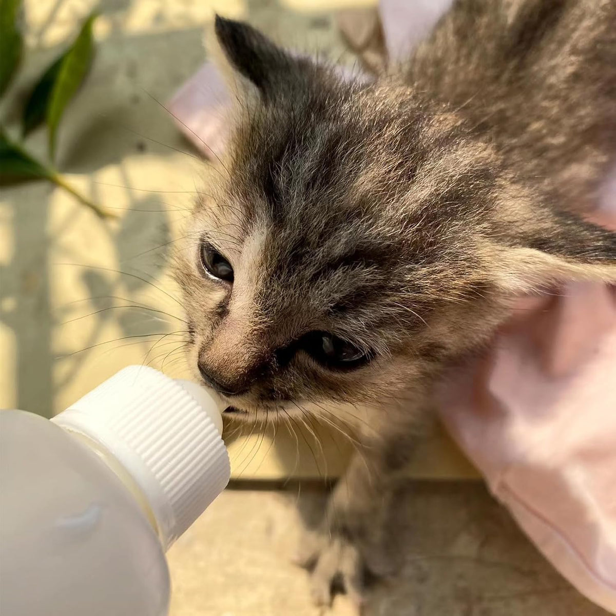 Small animal nursing kit for kittens and puppies