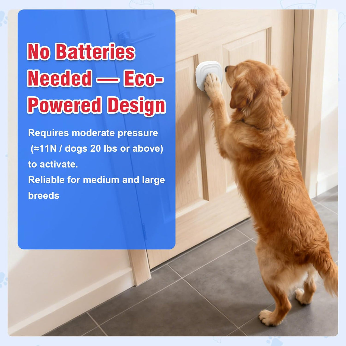 Golden Retriever interacting with dog potty bell