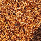 BaoYe PCB superworm front view live feeder insects package