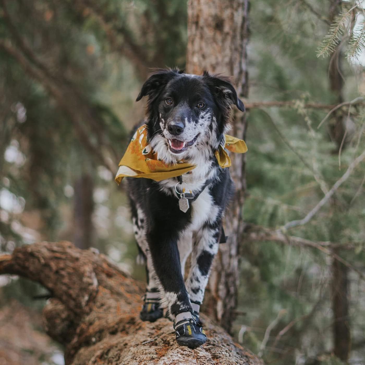 Dog wearing Qumy protective boots on outdoor terrain
