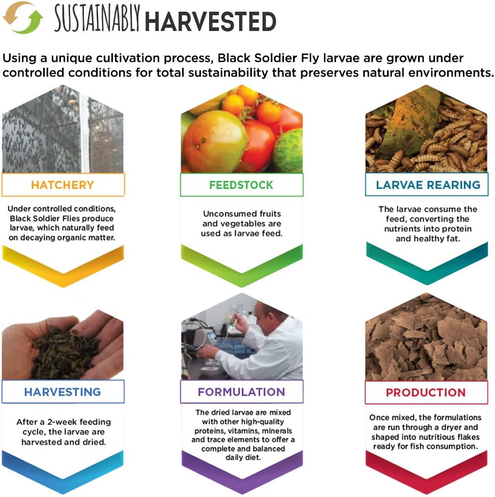 Sustainably raised Black Soldier Fly larvae tropical fish food formula