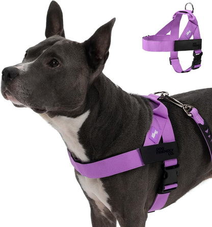 Dog Friendly Co. Dog Harness | Chafe Resistant Webbing, Adjustable Neck & Chest, and Heavy Duty D-Ring | Sturdy, Comfortable, Easy to Use | Classic Blue, Size L - Image 8