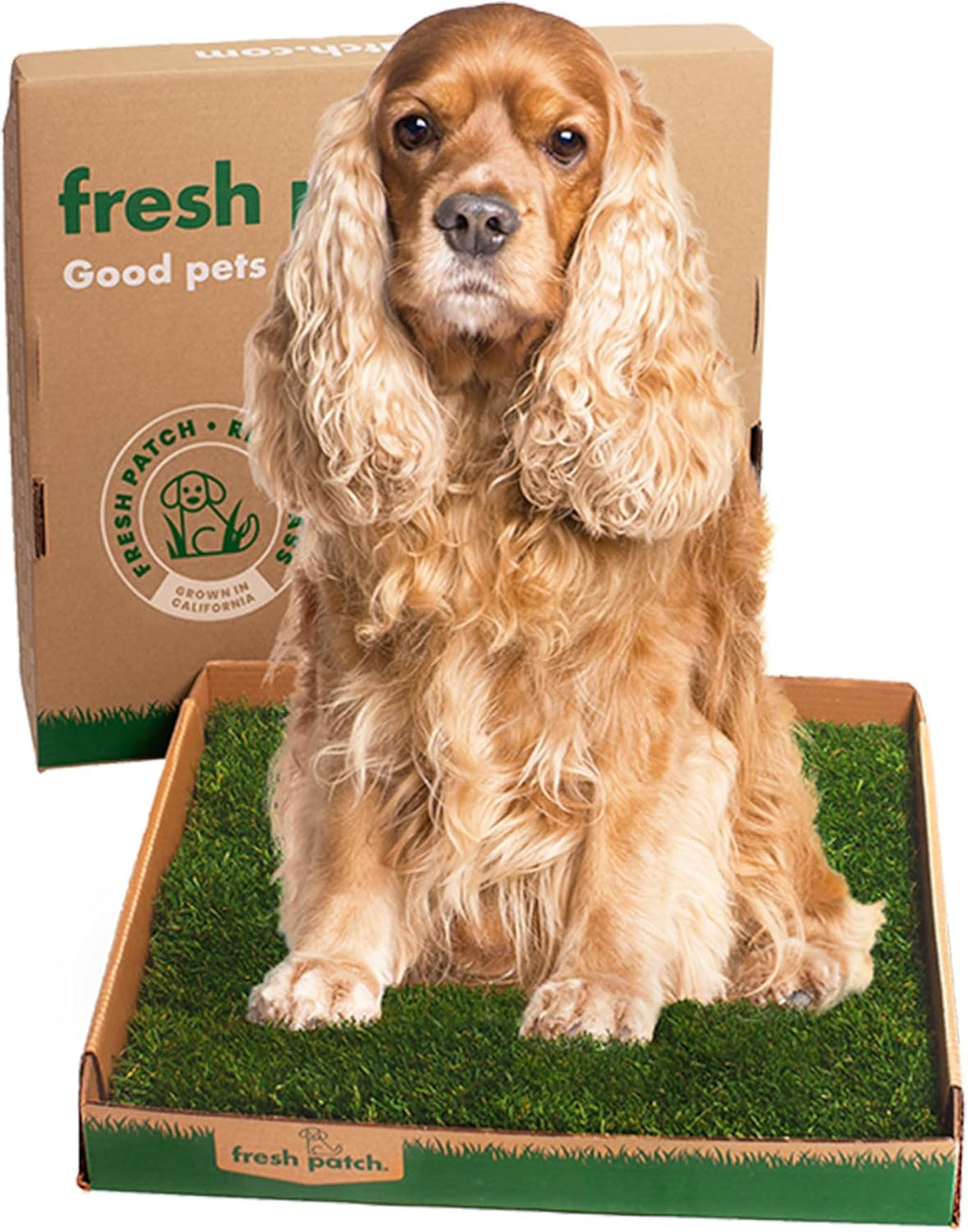 Fresh Patch Real Grass Patch for Dogs, Cats, and Small-Medium Pets Under 15 Pounds - Disposable Pet Grass Pee Pads - Indoor and Outdoor Potty Training Mat (16 Inches x 24 Inches) - Image 10