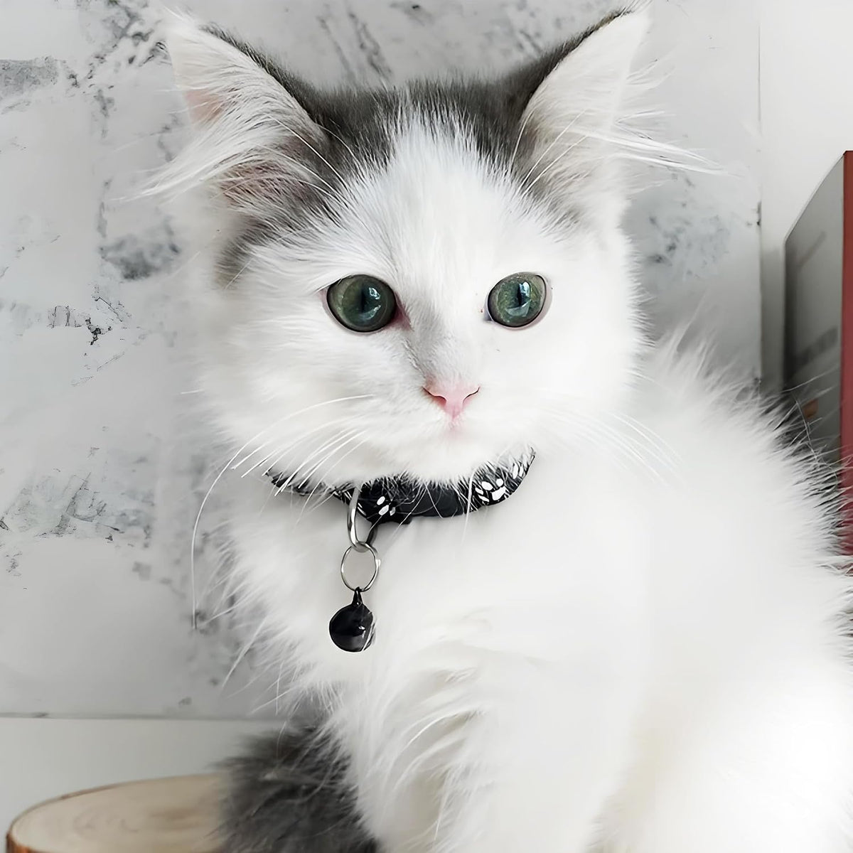 Complete packaging of the six pack breakaway reflective cat collars for multi-pet households.