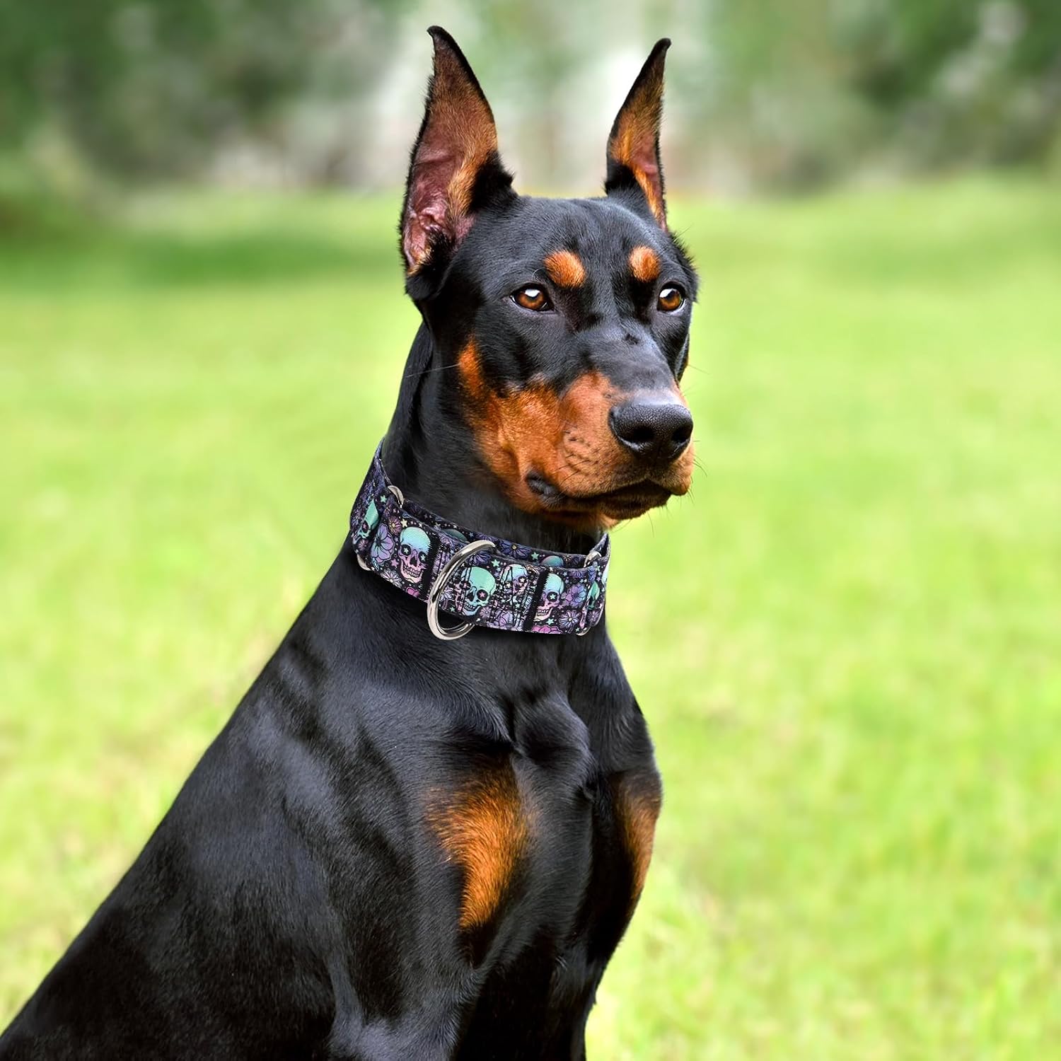 Maowuwujoz large breed dog collar showing durable metal hardware details