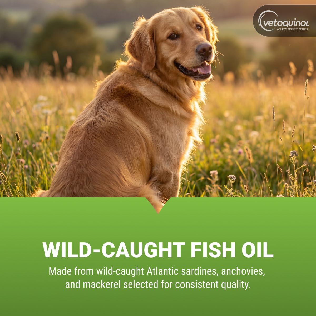 Authentic Vetoquinol Triglyceride Omega bottle displaying the premium Atlantic sardine and mackerel source verification