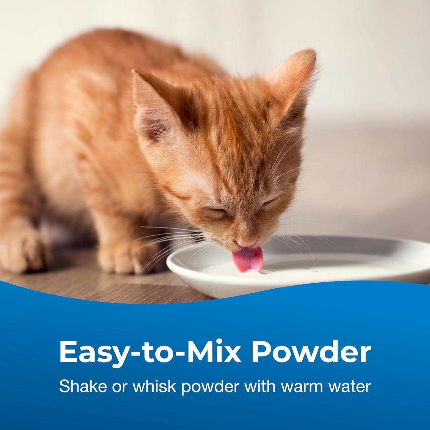 Kitten drinking formula mixed from PetAg KMR powder