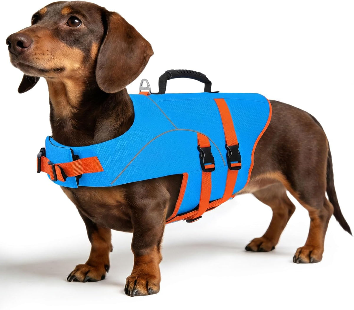 ASENKU Dog Life Jacket for Swimming & Boating, High Buoyancy Dog Life Vest with Rescue Handle, Reflective & Adjustable Fit for Small to Large Dogs (Blue, XL) - Image 11