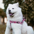 QQPETS heavy duty adjustable dog harness close up
