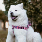 QQPETS heavy duty adjustable dog harness close up
