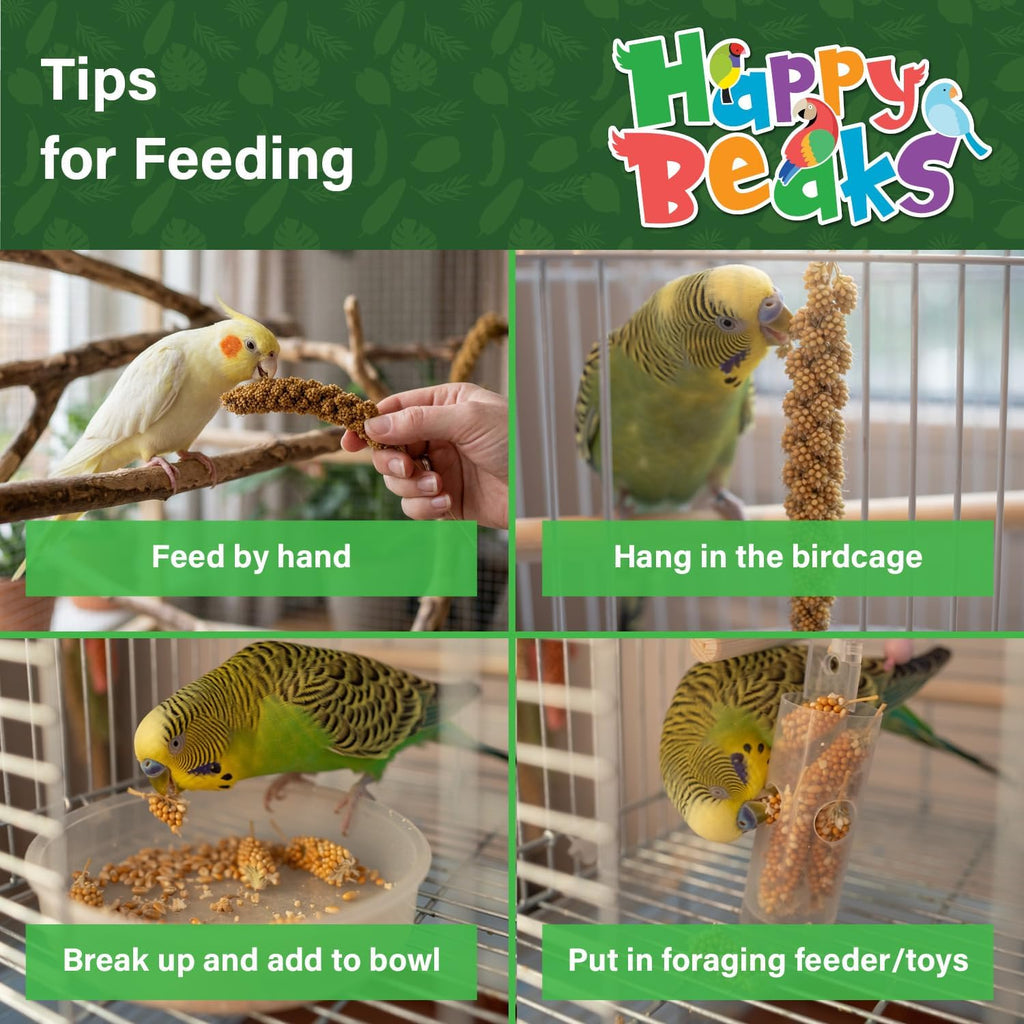 Parakeet interacting with A&E Cage Company spray millet in cage