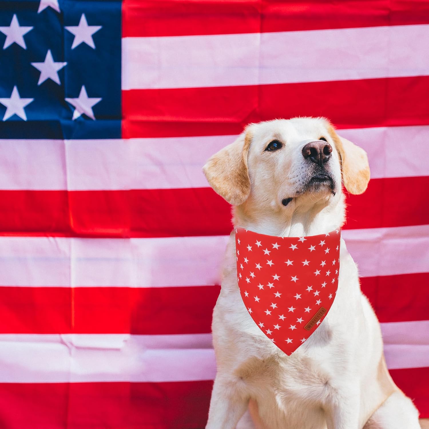 Adoggygo patriotic reversible dog bandana on a medium dog