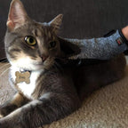 Otis and Claude grooming gloves being used to massage a cat