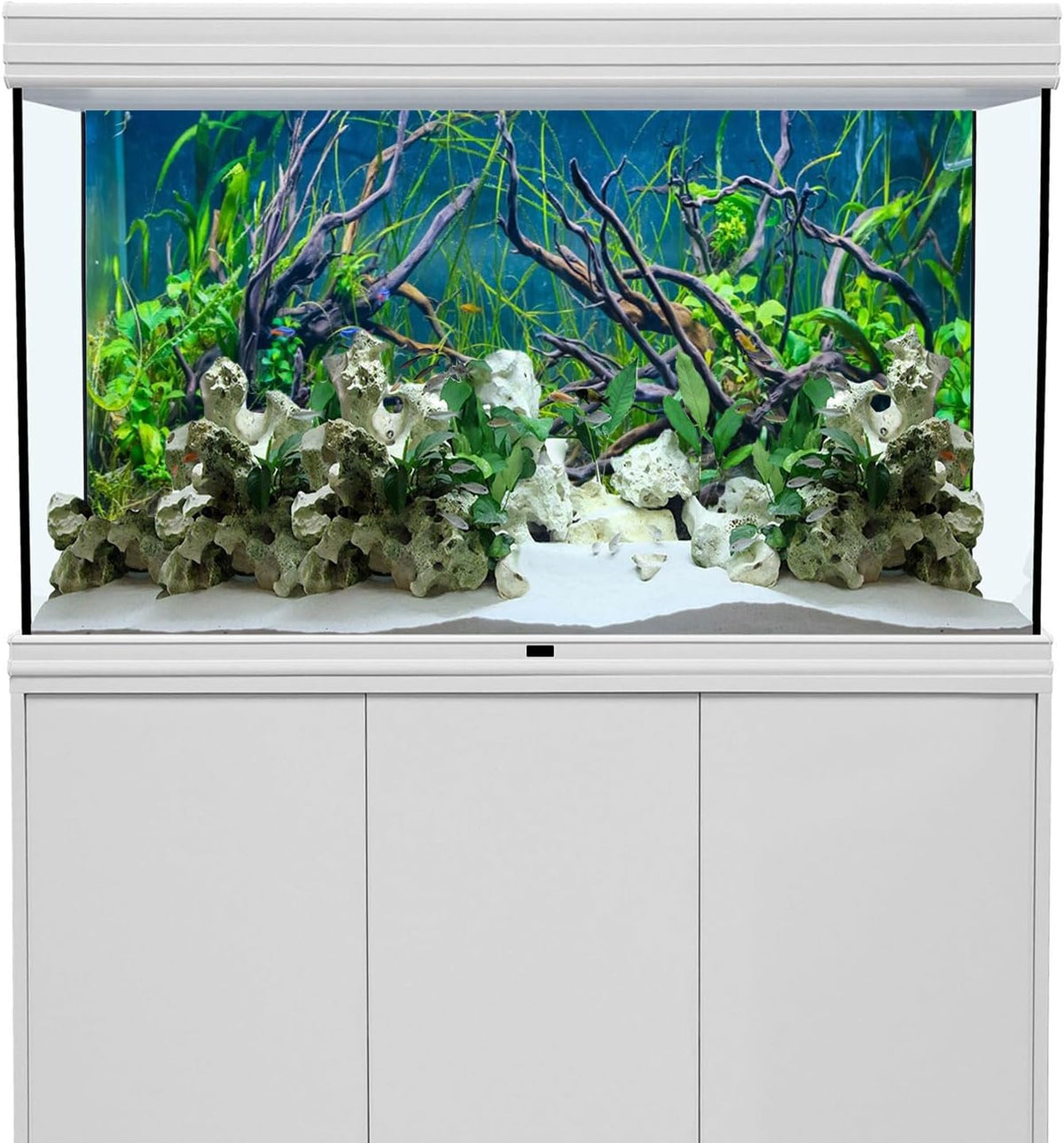 Awert tropical fish tank background front view
