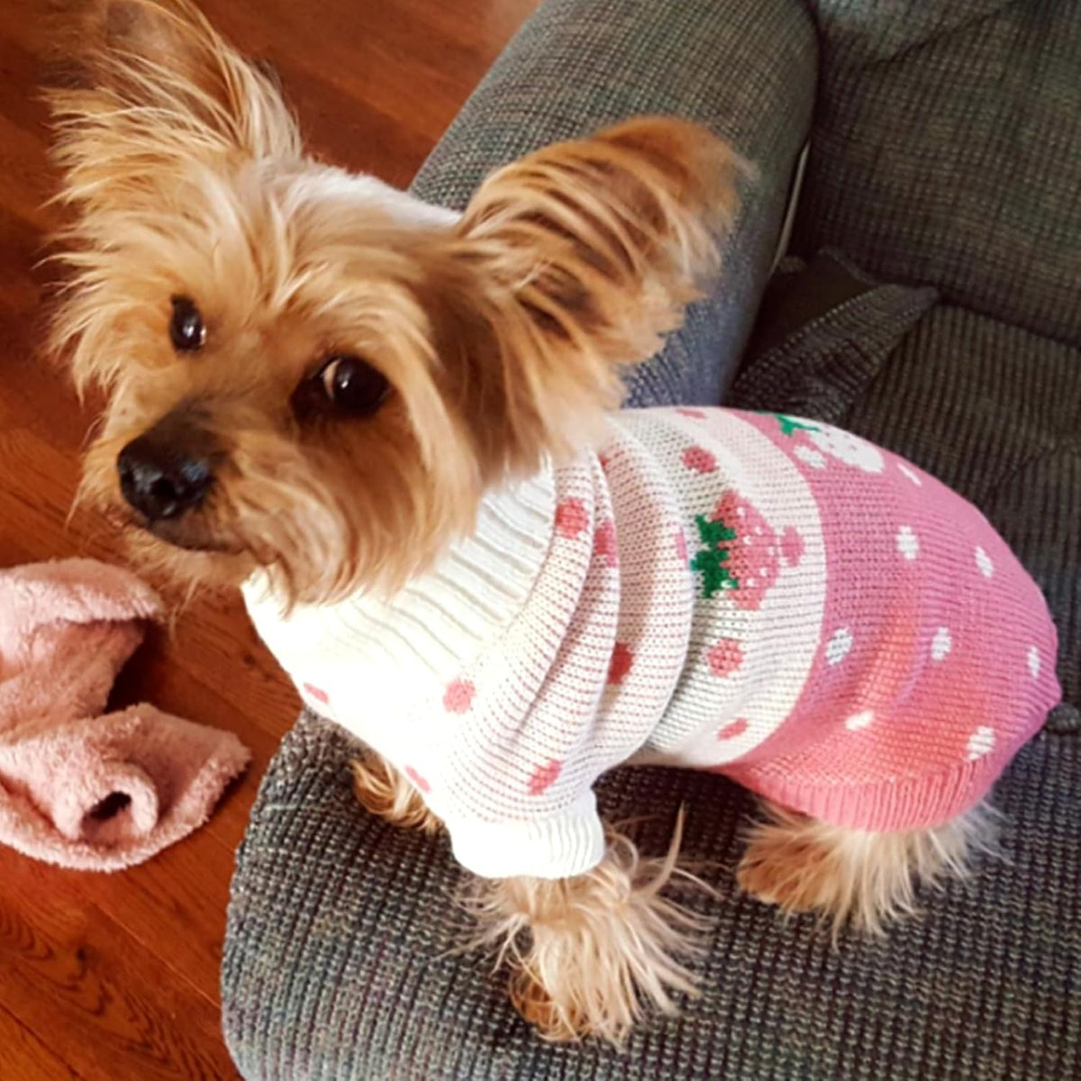 CHBORCHICEN winter warm puppy clothing showing the classic turtleneck design for small dogs.