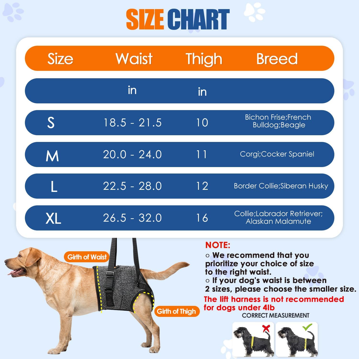 Rear view of elderly dog wearing SlowTon hind leg support harness