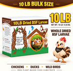 Classic Flock 10LB Dried Black Soldier Fly Larvae for Chickens High Calcium - Image 6
