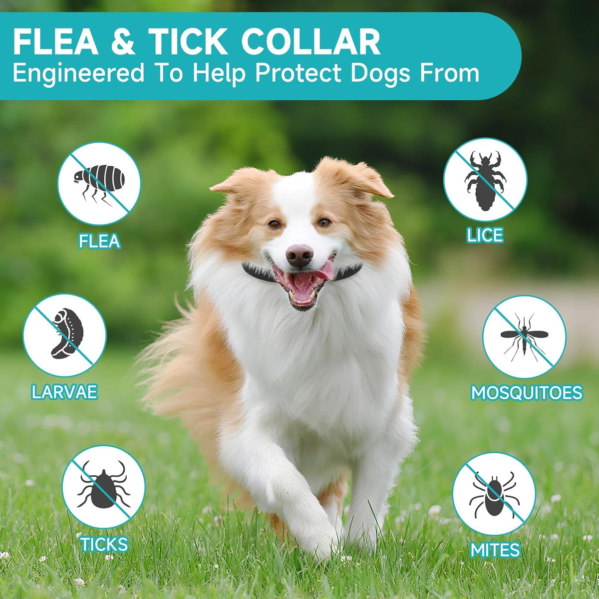 Vicsom dog flea collar packaging showing 32 month duration