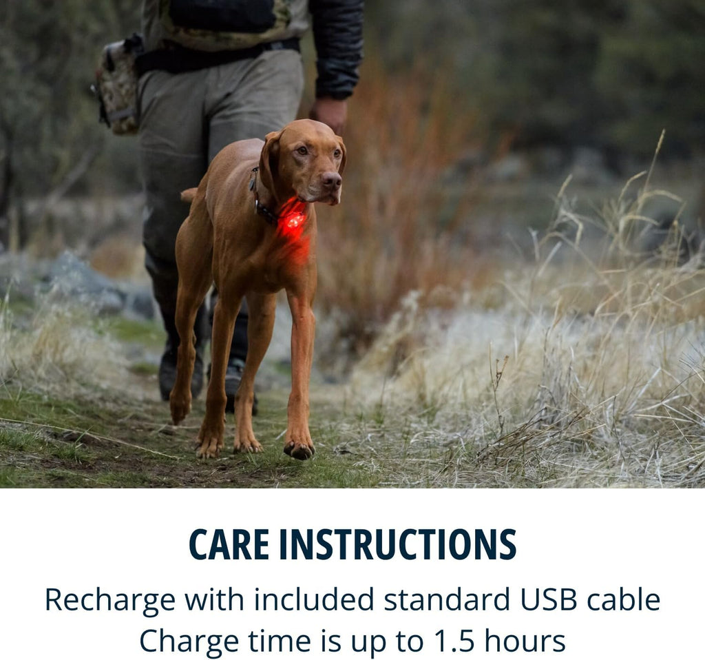 Premium blue LED safety beacon attached to a durable dog harness loop