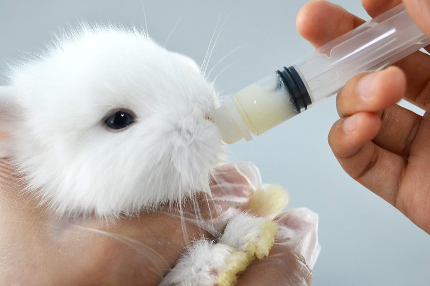 SHAOTONG light proof five milliliter medical syringe close up for sensitive pet medications.